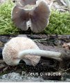 Pluteus olivaceus-amf1499
